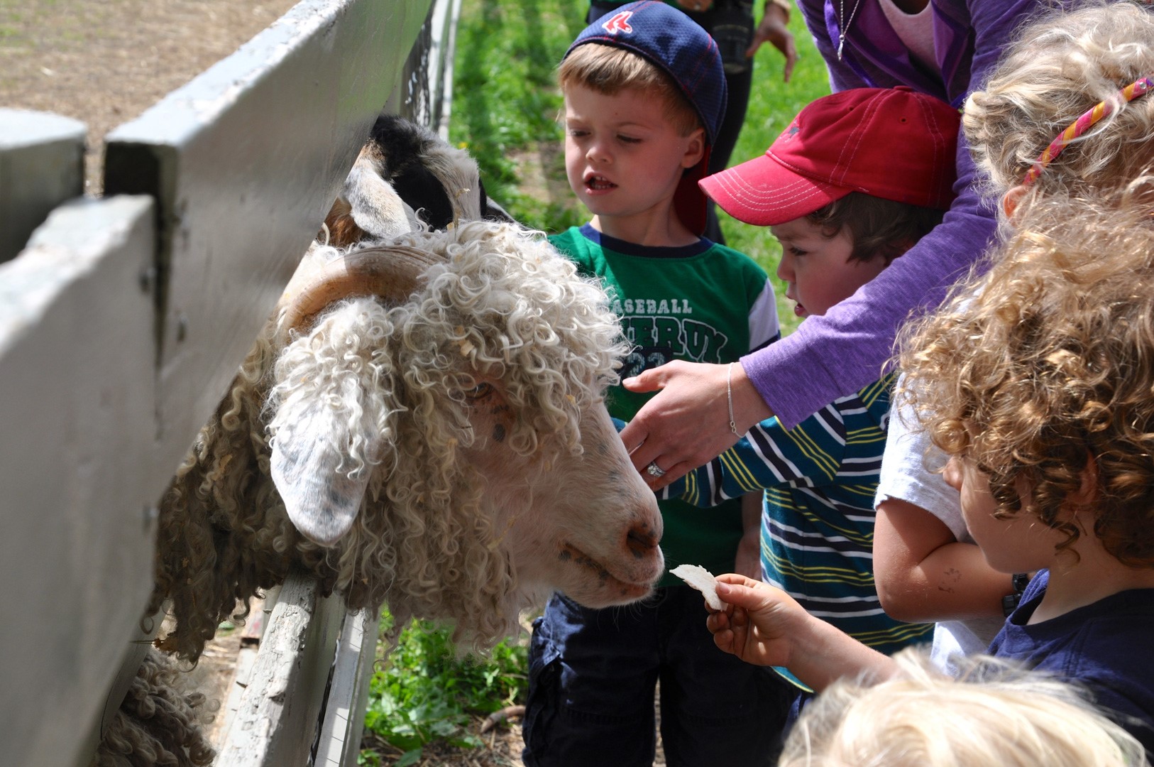 Several children crowding around a goat pen petting, looking at, and attempting to feed a potato chip to a woolly goat sticking its head through the fence.